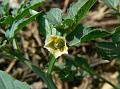 Cutleaf Ground Cherry